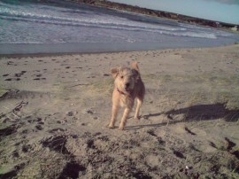 Otto